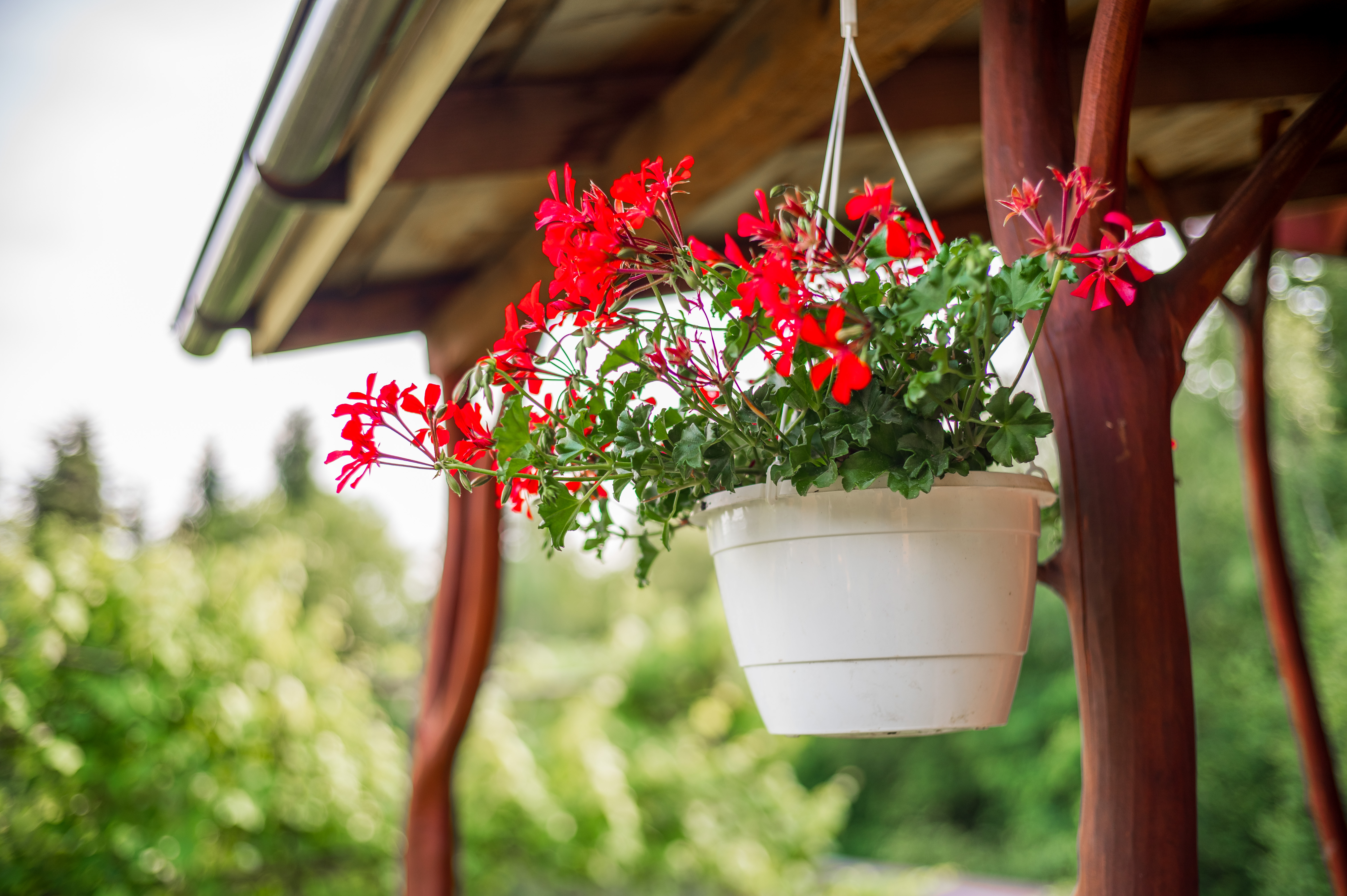 Kwitnąca pelargonia na werandzie