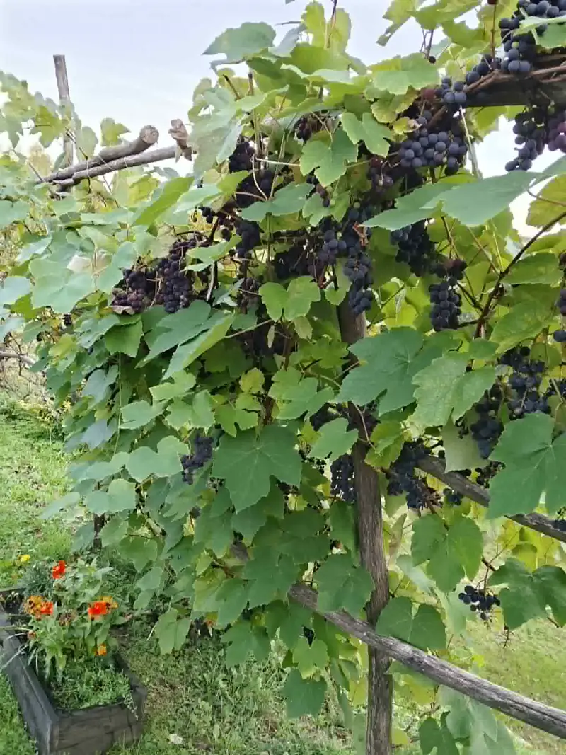 Winorośl z gronami — własna winnica w okolicy