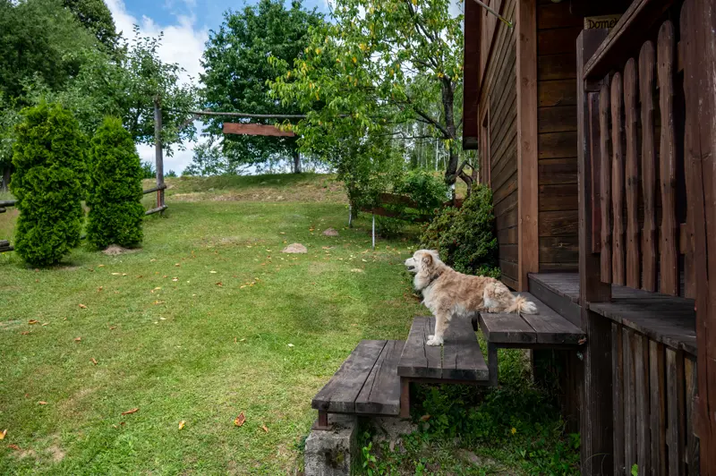 Teren posesji — pies na ławce przed domkiem