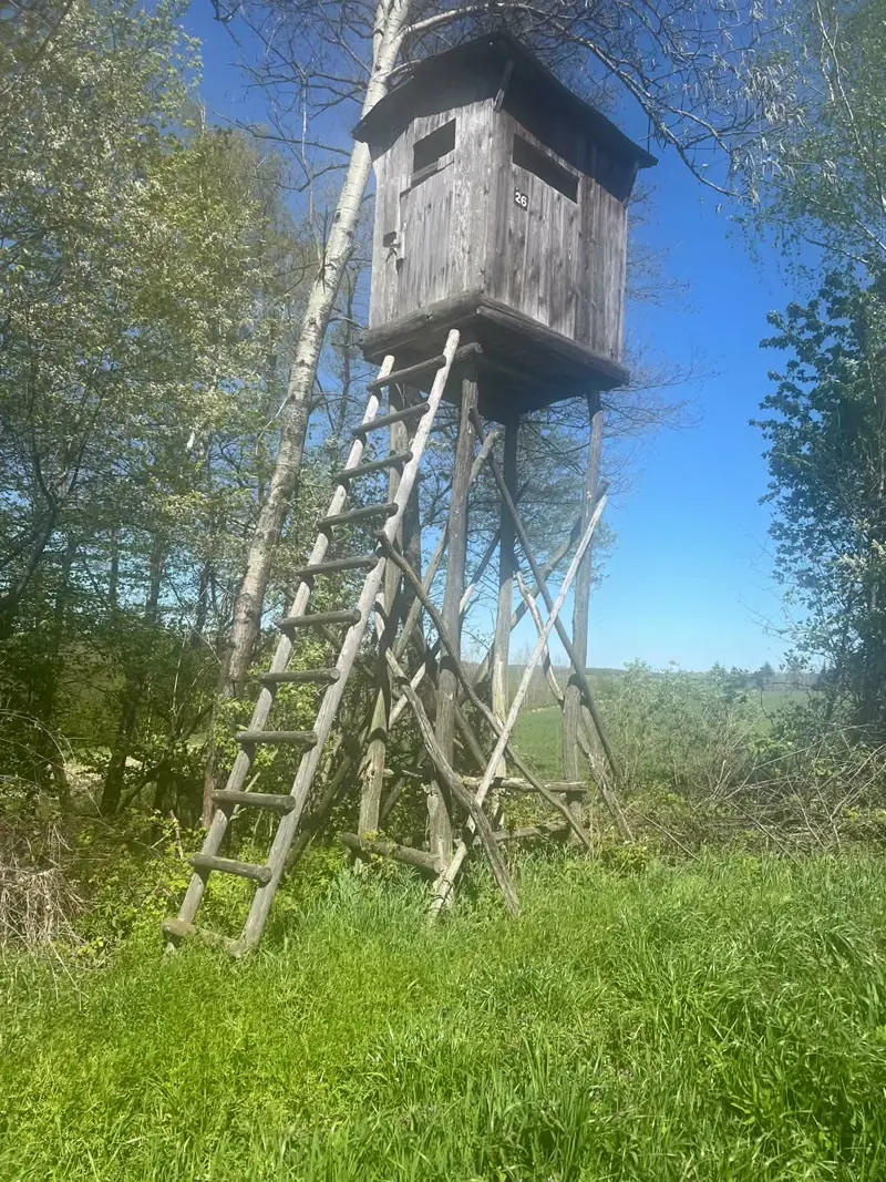 Ambona myśliwska — las w okolicy